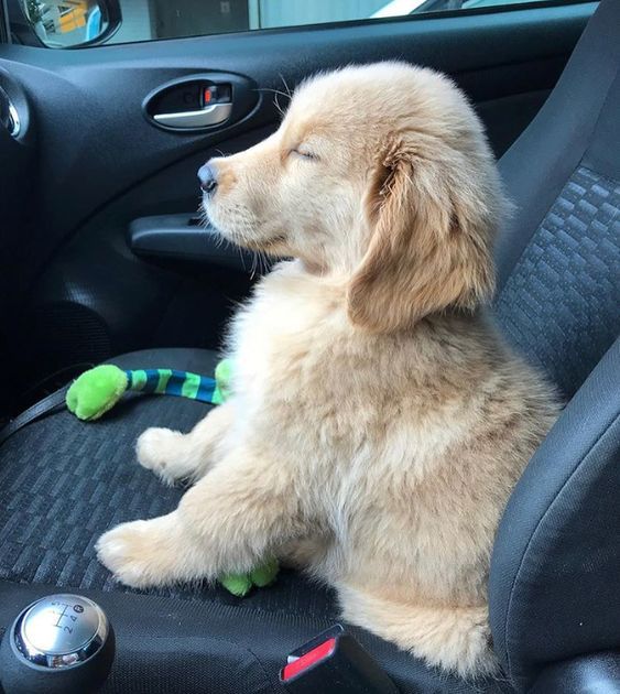 cachorro perro viajando en un auto